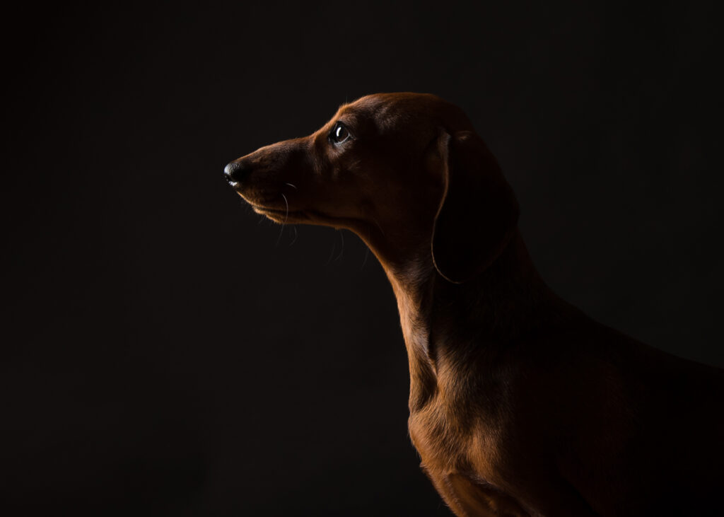 A studio portrait of a dachshund in profile, softly lit against a dark background at Stables Photography Studios in Monmouthshire.