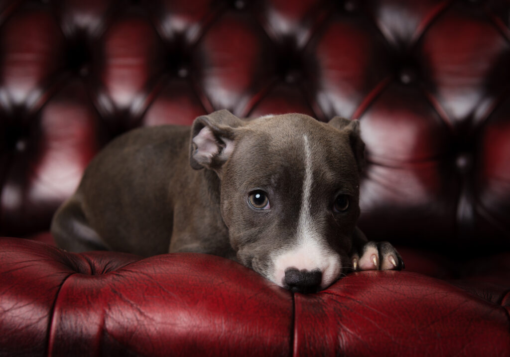 A grey and white puppy lying on a deep red leather sofa, looking up with soulful eyes during a dog portrait session at Stables Photography Studios in Monmouthshire.
